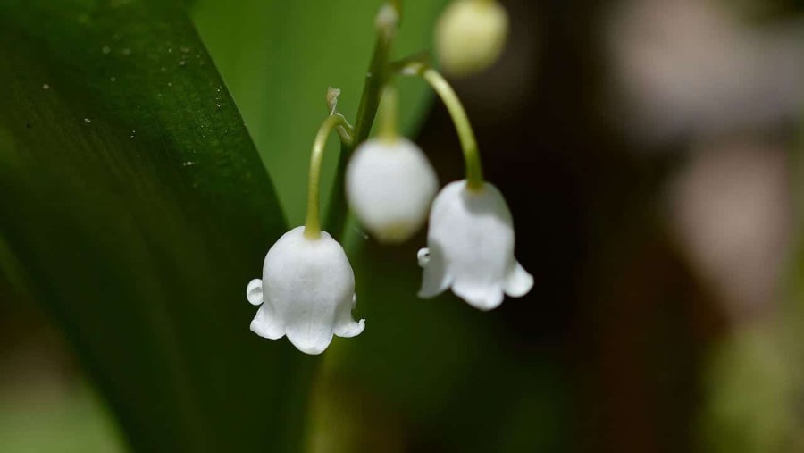 Lily of the Valley игра